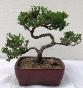 Juniper Bonsai Tree - Trained <br><i>(juniper procumbens nana)</i>