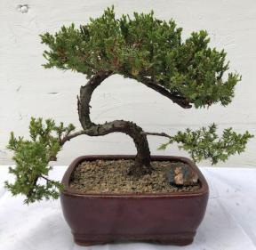 Juniper Bonsai Tree - Trained <br><i>(juniper procumbens nana)</i>