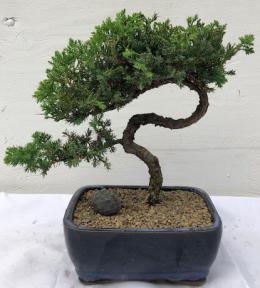 Juniper Bonsai Tree - Trained <br><i>(juniper procumbens nana)</i>