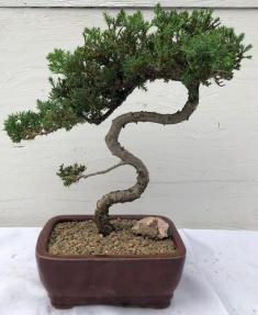 Juniper Bonsai Tree - Trained <br><i>(juniper procumbens nana)</i>