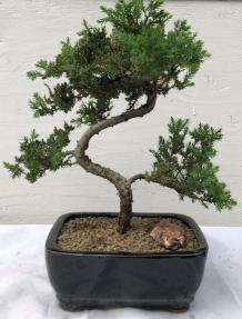 Juniper Bonsai Tree - Trained <br><i>(juniper procumbens nana)</i>