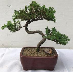 Juniper Bonsai Tree - Trained <br><i>(juniper procumbens nana)</i>