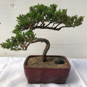 Juniper Bonsai Tree - Trained <br><i>(juniper procumbens nana)</i>