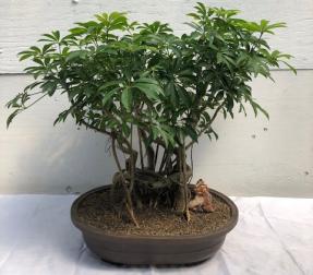 Hawaiian Umbrella Bonsai Tree<br><i></i>Banyan Style<br><i></i>(arboricola schfflera)