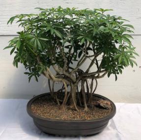 Hawaiian Umbrella Bonsai Tree<br><i></i>Banyan Style<br><i></i>(arboricola schfflera)