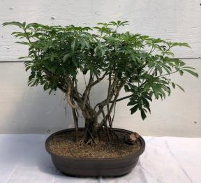 Hawaiian Umbrella Bonsai Tree<br><i></i>Banyan Style<br><i></i>(arboricola schfflera)