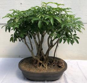 Hawaiian Umbrella Bonsai Tree<br><i></i>Banyan Style<br><i></i>(arboricola schfflera)