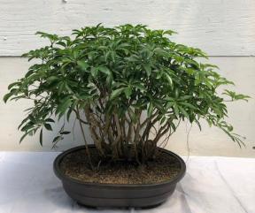 Hawaiian Umbrella Bonsai Tree<br><i></i>Banyan Style<br><i></i>(arboricola schfflera)