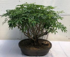 Hawaiian Umbrella Bonsai Tree<br><i></i>Banyan Style<br><i></i>(arboricola schfflera)