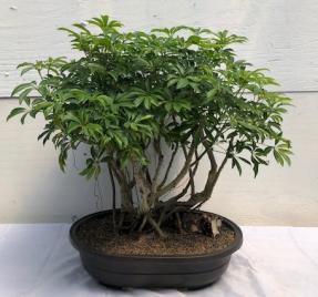 Hawaiian Umbrella Bonsai Tree<br><i></i>Banyan Style<br><i></i>(arboricola schfflera)