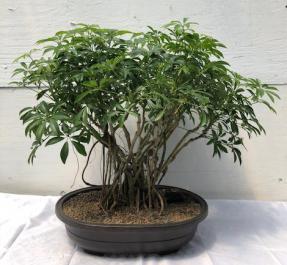 Hawaiian Umbrella Bonsai Tree<br><i></i>Banyan Style<br><i></i>(arboricola schfflera)