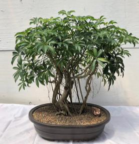 Hawaiian Umbrella Bonsai Tree<br><i></i>Banyan Style<br><i></i>(arboricola schfflera)