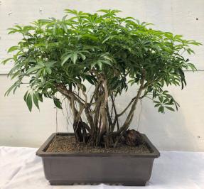 Hawaiian Umbrella Bonsai Tree<br><i></i>Banyan Style<br><i></i>(arboricola schfflera)