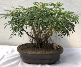 Hawaiian Umbrella Bonsai Tree - Variegated<br><i></i>Banyan Style<br><i></i>(arboricola schfflera)