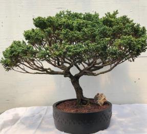 Blue Moss Cypress Bonsai Tree<br><i>(chamecyparis 'glauca minima')</i>