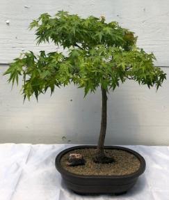 Dwarf Japanese Maple Bonsai Tree<br>(acer palmatum 