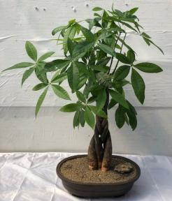 Braided Money Bonsai Tree<br>'Good Luck Tree'<br>(pachira aquatica)
