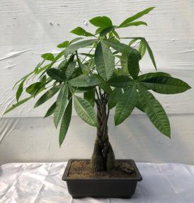 Braided Money Bonsai Tree<br>'Good Luck Tree'<br>(pachira aquatica)