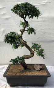 Flowering Fukien Tea Bonsai Tree<br>Curved Trunk & Tiered Branching<br><i>(ehretia microphylla)</i>