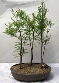 Bald Cypress Bonsai Tree<br>3 Tree Forest Group<br><i>(taxodium distichum)</i>