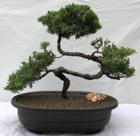 Juniper Bonsai Tree - Trained <br><i>(juniper procumbens nana)