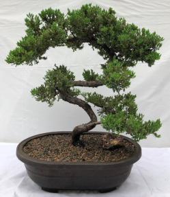 Juniper Bonsai Tree - Trained <br><i>(juniper procumbens nana)