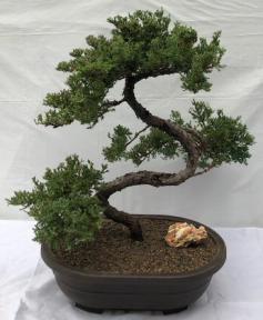 Juniper Bonsai Tree - Trained <br><i>(juniper procumbens nana)