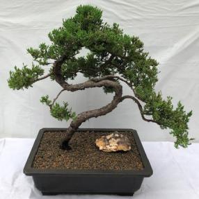 Juniper Bonsai Tree - Trained <br><i>(juniper procumbens nana)</i>