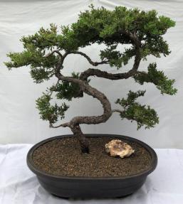 Juniper Bonsai Tree - Trained <br><i>(juniper procumbens nana)</i>