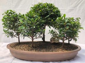 Flowering Brush Cherry Bonsai Tree <br>Five (5) Tree Forest Group <br><i>(eugenia myrtifolia)</i>