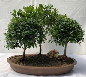 Flowering Brush Cherry Bonsai Tree <br>Three (3) Tree Forest Group <br><i>(eugenia myrtifolia)</i>