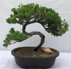 Juniper Bonsai Tree - Trained <br><i>(juniper procumbens nana)</i>