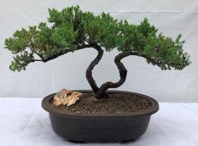 Juniper Bonsai Tree - Trained <br><i>(juniper procumbens nana)</i>