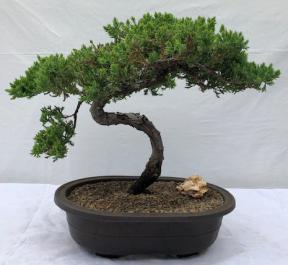 Juniper Bonsai Tree - Trained <br><i>(juniper procumbens nana)</i>