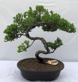 Juniper Bonsai Tree - Trained <br><i>(juniper procumbens nana)</i>