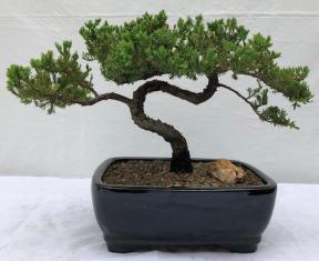 Juniper Bonsai Tree - Trained <br><i>(juniper procumbens nana)</i>