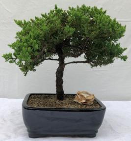 Juniper Bonsai Tree - Trained <br><i>(juniper procumbens nana)</i>