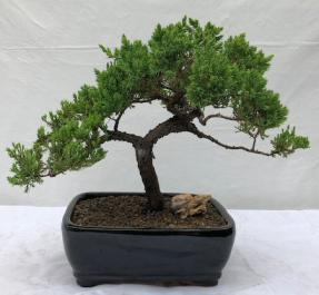 Juniper Bonsai Tree - Trained <br><i>(juniper procumbens nana)</i>