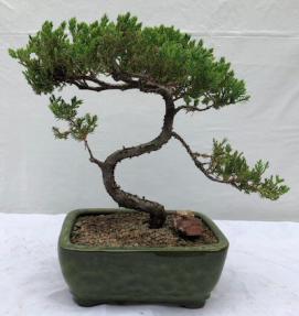 Juniper Bonsai Tree - Trained <br><i>(juniper procumbens nana)</i>