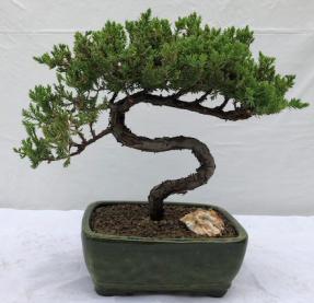 Juniper Bonsai Tree - Trained <br><i>(juniper procumbens nana)</i>