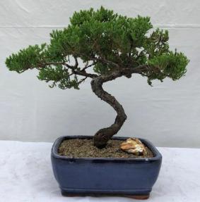 Juniper Bonsai Tree - Trained <br><i>(juniper procumbens nana)</i>