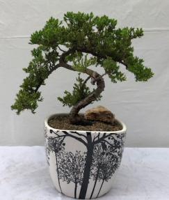 Juniper Bonsai Tree - Trained <br><i>(juniper procumbens nana)</i>