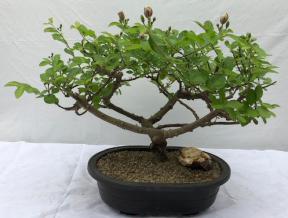 Flowering Lavender Star Flower Bonsai Tree<br><i>(Grewia Occidentalis)</i>