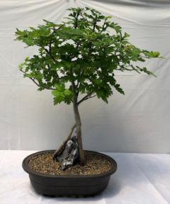 Flowering Crabapple Bonsai Tree<br>Root Over Rock<br><i>(Malus Sargenti)</i>