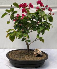 Flowering Bougainvillea Bonsai Tree <br><i>(Pink Pixie)</i>