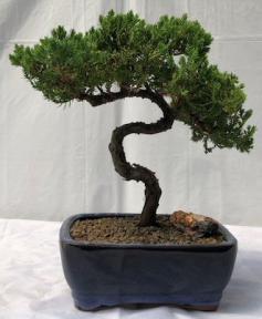 Juniper Bonsai Tree - Trained <br><i>(juniper procumbens nana)</i>