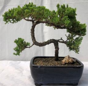 Juniper Bonsai Tree - Trained <br><i>(juniper procumbens nana)</i>