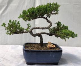 Juniper Bonsai Tree - Trained <br><i>(juniper procumbens nana)</i>