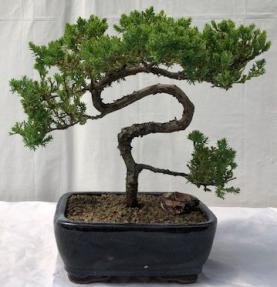 Juniper Bonsai Tree - Trained <br><i>(juniper procumbens nana)</i>