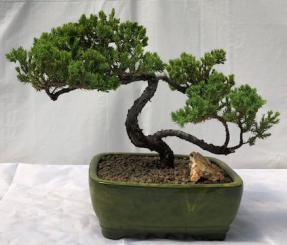 Juniper Bonsai Tree - Trained <br><i>(juniper procumbens nana)</i>